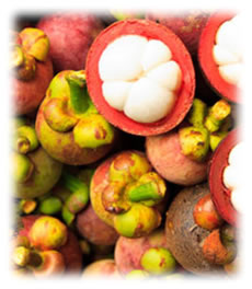 garcinia-cambogia-fruit-extract