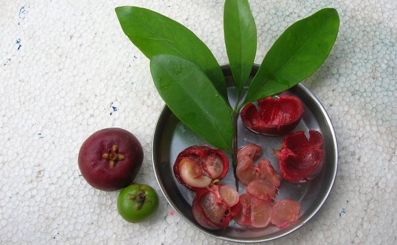 Garcinia fruit extract