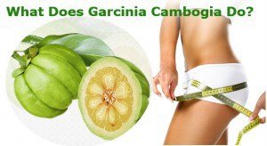 So what does Garcinia cambogia do