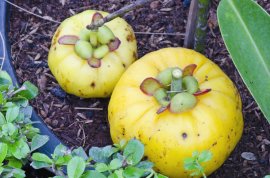 What Exactly Is Garcinia Cambogia?